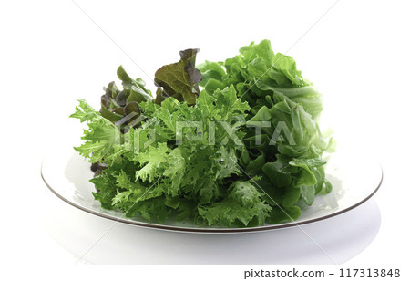 Three types of fresh lettuce (green oak, red oak, green crispy) Three types of fresh lettuce (green oak, red oak, green crispy) 117313848