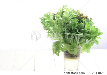 Three types of fresh lettuce (green oak, red oak, green crispy) 117313875