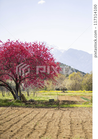 Peach blossoms in full bloom in spring 117314100