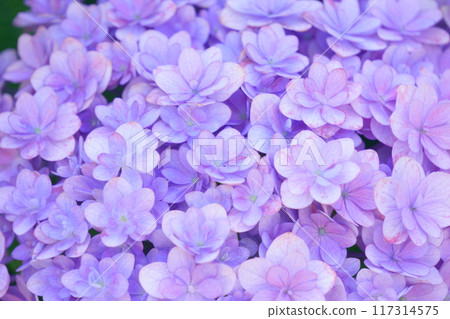 Double-flowered hydrangea "Temari Temari" Double-flowered hydrangea "Temari Temari" 117314575