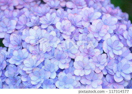 Double-flowered blue hydrangea Double-flowered blue hydrangea 117314577