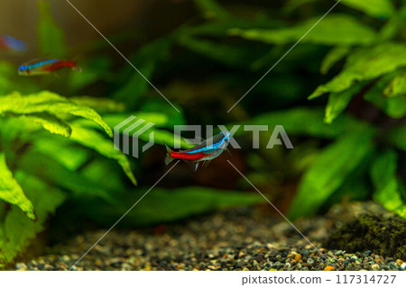 優雅游動的熱帶魚~Neon Tetra~ 優雅游動的熱帶魚~Neon Tetra~ 117314727