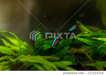 優雅游動的熱帶魚～Neon Tetra～ 117314728