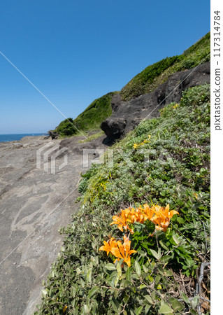 Day lilies blooming on Jogashima Beach in Kanagawa Prefecture 117314784