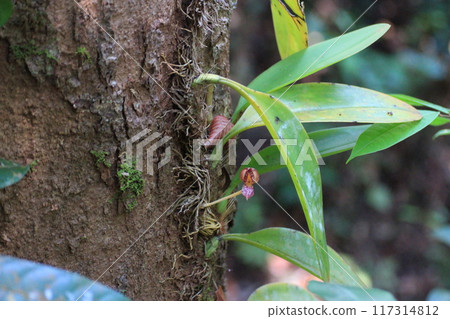 巴科國家公園發現蘭花植物 巴科國家公園發現蘭花植物 117314812