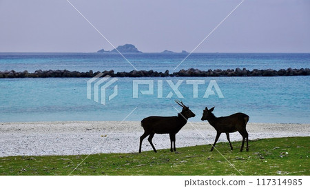 慶良間群島又稱島，慶良間鹿在前灘爭奪領土 117314985
