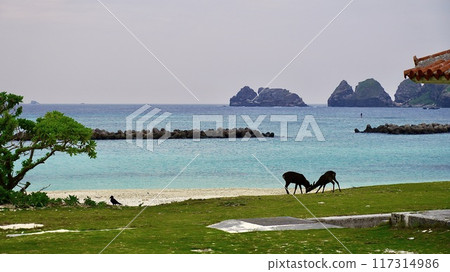 慶良間群島又稱島，慶良間鹿在前灘爭奪領土 117314986