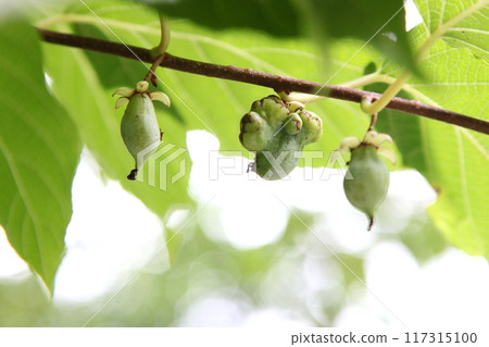 Deformed fruit of silver vine 117315100