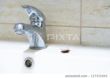 Dead cockroach on the sink next to the tap. Dirty housing concept Dead cockroach on the sink next to the tap. Dirty housing concept 117315443