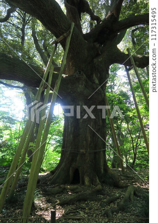 大樹影 117315495