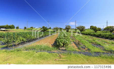 Summer on Soleil Hill (Sunflower fields, etc.) Summer on Soleil Hill (Sunflower fields, etc.) 117315496