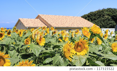太陽山的夏天(向日葵田等) 太陽山的夏天(向日葵田等) 117315522