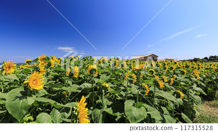 太陽山的夏天（向日葵田等） 117315528
