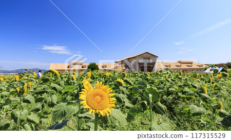 太陽山的夏天（向日葵田等） 117315529