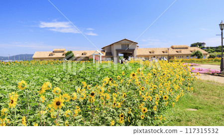 太陽山的夏天（向日葵田等） 117315532