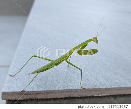 An alert praying mantis An alert praying mantis 117315687