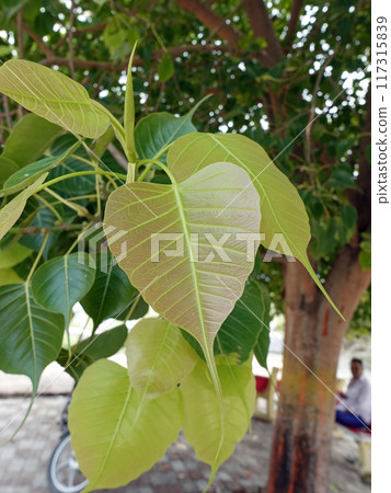 Beautiful light green young leaves of the Indian lime tree 117315839