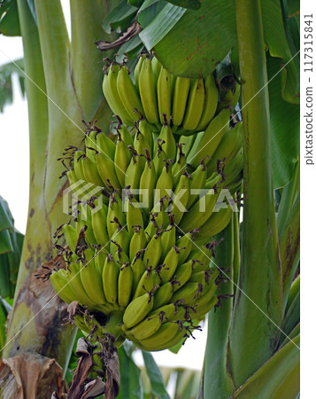Fruitful bananas Fruitful bananas 117315841