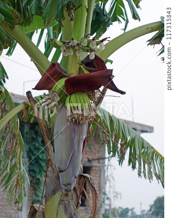 香蕉、苞片和花朵生長茂盛 117315843