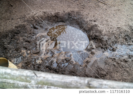 Water collects in a muddy area between horse hooves after rainfall Water collects in a muddy area between horse hooves after rainfall 117316310