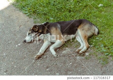 A dog lies peacefully on the ground for a midday nap A dog lies peacefully on the ground for a midday nap 117316317