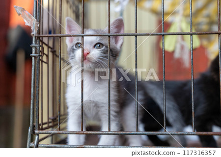 A curious gray and white kitten looks through cage bars A curious gray and white kitten looks through cage bars 117316357