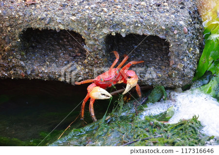 A crab peeking out from between rocks 117316646