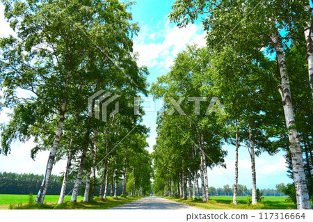 Summer in Hokkaido: Rows of white birch trees shining against the blue sky 117316664