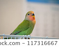 A young lovebird sitting on a birdcage 117316667