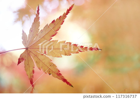 秋天的樹葉 秋天的樹葉 117316737