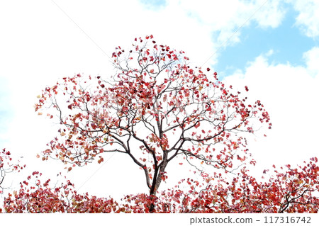 Autumnal leaves Autumnal leaves 117316742