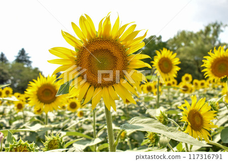 Vibrant sunflowers blooming in midsummer 117316791