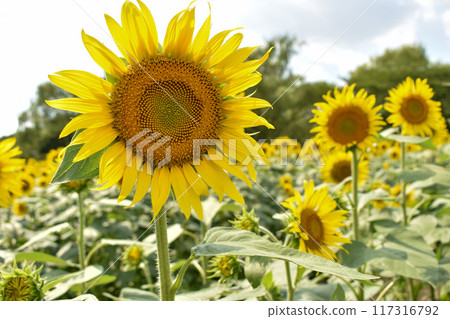 Vibrant sunflowers blooming in midsummer 117316792