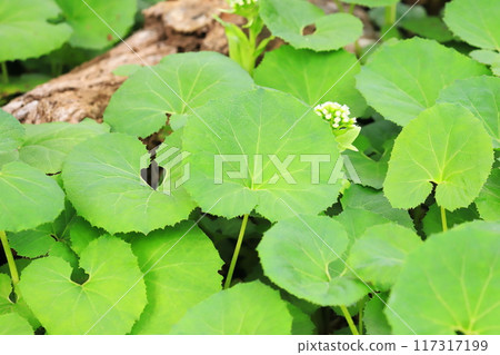 Clusters of butterbur and butterbur sprouts 117317199