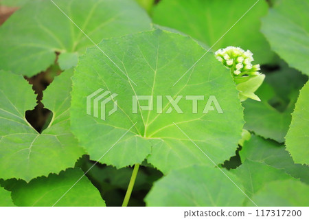 Clusters of butterbur and butterbur sprouts Clusters of butterbur and butterbur sprouts 117317200