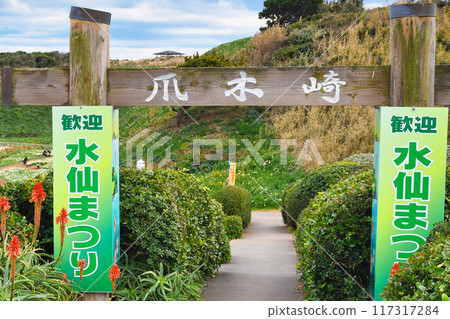 下田妻木崎水仙花節(靜岡縣下田市) 下田妻木崎水仙花節(靜岡縣下田市) 117317284