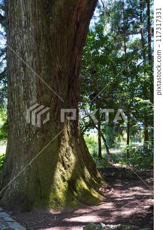 World heritage Kumano Kodo World heritage Kumano Kodo 117317331