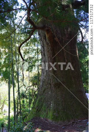 World heritage Kumano Kodo World heritage Kumano Kodo 117317332