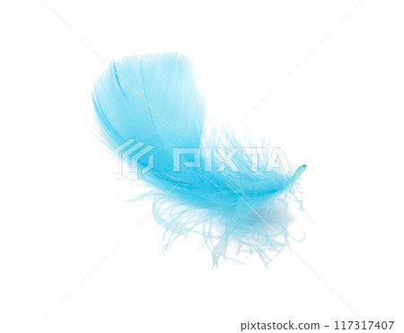 Blue fluffy feather soft isolated on the white studio background Blue fluffy feather soft isolated on the white studio background 117317407