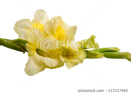 elegant beautiful bright gladiolus isolated on the white 117317493