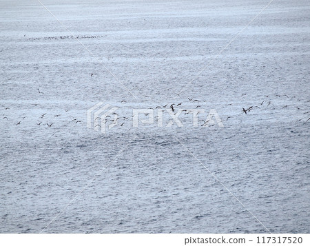 苫小牧 - 大洗渡輪上海鳥翩翩起舞的海 117317520