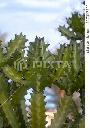 green cactus in the stone garden 117317731