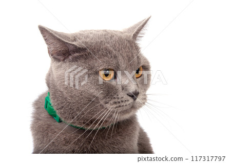 blue gray british cat isolated on the white blue gray british cat isolated on the white 117317797