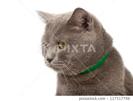blue gray british cat isolated on the white blue gray british cat isolated on the white 117317798