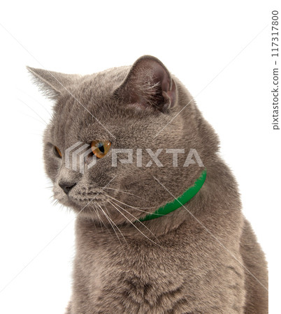 blue gray british cat isolated on the white 117317800