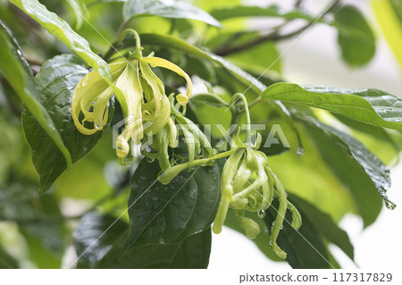 Close-up of Green Flower with Dewdrops ( Desmos chinensis ) 117317829