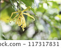 Yellow Flower ( Desmos chinensis ) with Dewdrops and Bugs.. 117317831