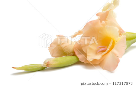 beautiful bright gladiolus flower isolated on white 117317873