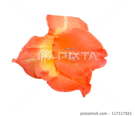 beautiful bright gladiolus flower isolated on white 117317881