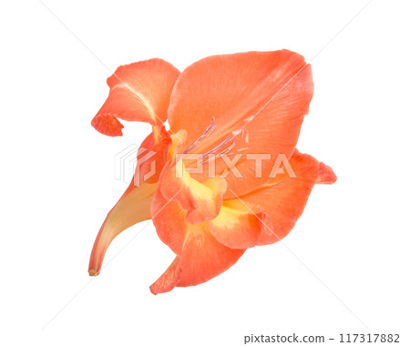 beautiful bright gladiolus flower isolated on white 117317882